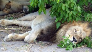 Sleeping Lion in Khwai