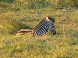 Baby Zebra at Kwetsani