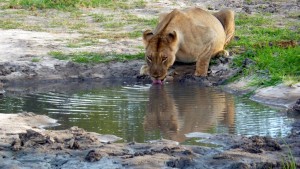 Lioness drinking