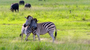 Zebras in Hwange