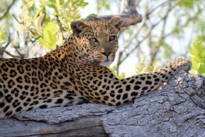 Leopard in Khwai