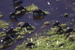 Buffalos in the Okavango Delta