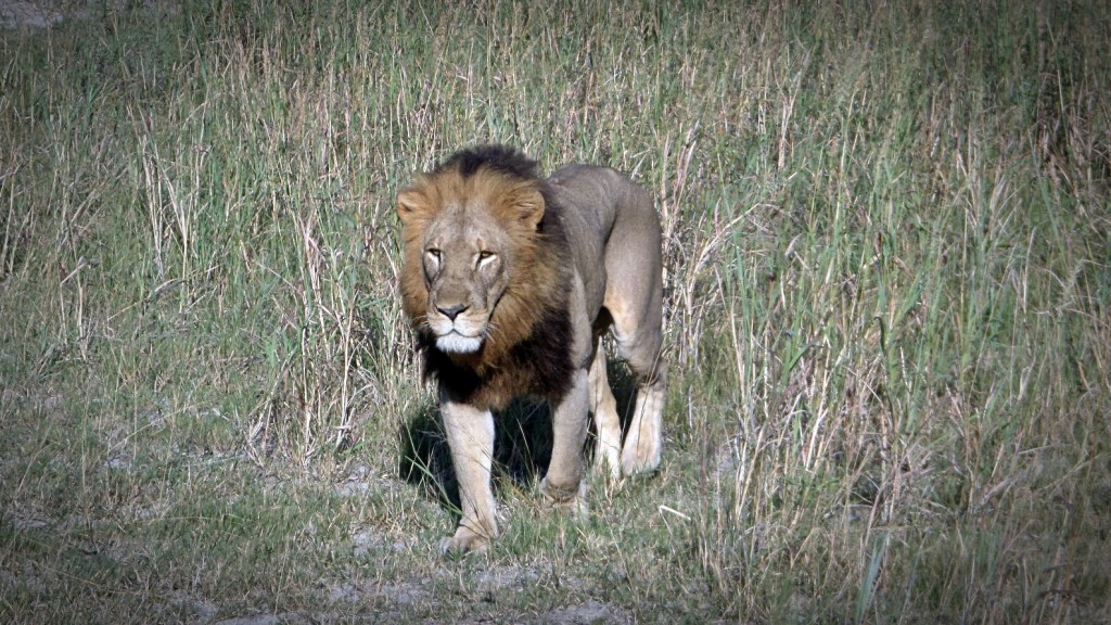 Male Lion