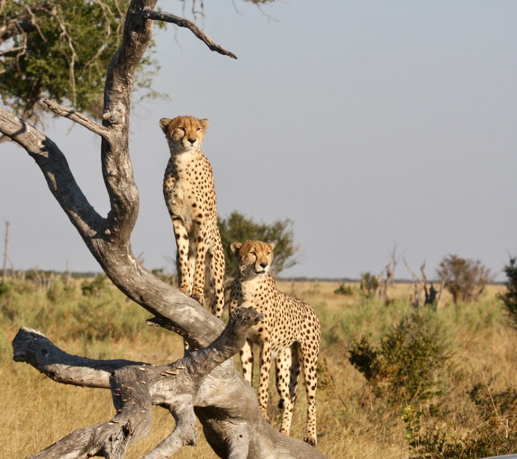 Tree climbing cheetahs in Savute