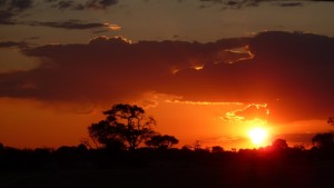 Sunset in Savuti