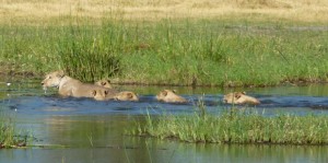 Lion crossing - Khwai river