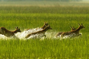 Lechwe - Jao Camp (copyright Wilderness Safaris)