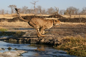 Sylvester in full flight