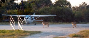 Lions on Khwai airstrip