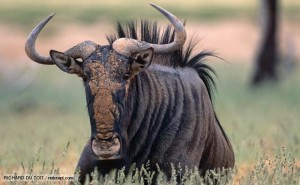 The Gruffalo, also known as blue wildebeest