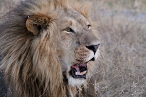 Roaring Lion at Pom Pom Camp