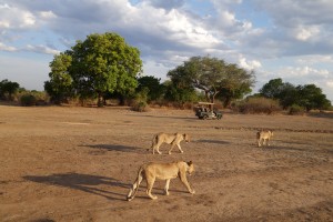 and more Mfuwe Lions