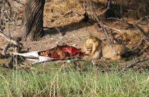 Male lion with a zebra kill on the Boteti's banks