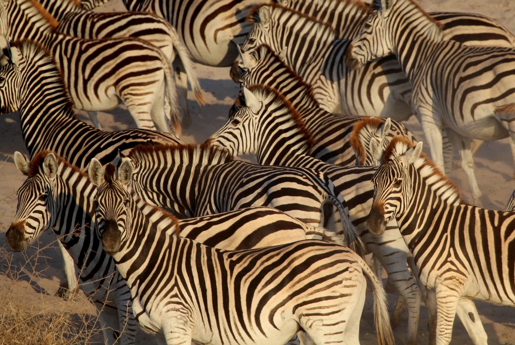 Zebras on the banks of the Boteti River