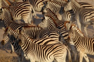 Zebras on the banks of the Boteti River