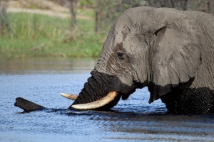 Elephant bull crossing the Boteti River near Leroo la Tau