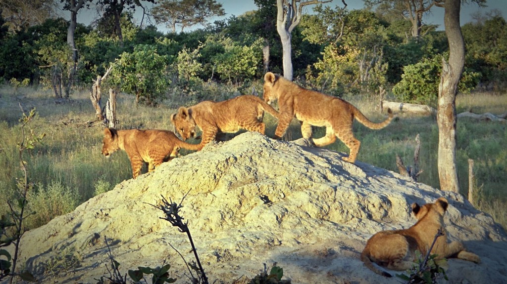 Playful Lion Cubs in Selinda