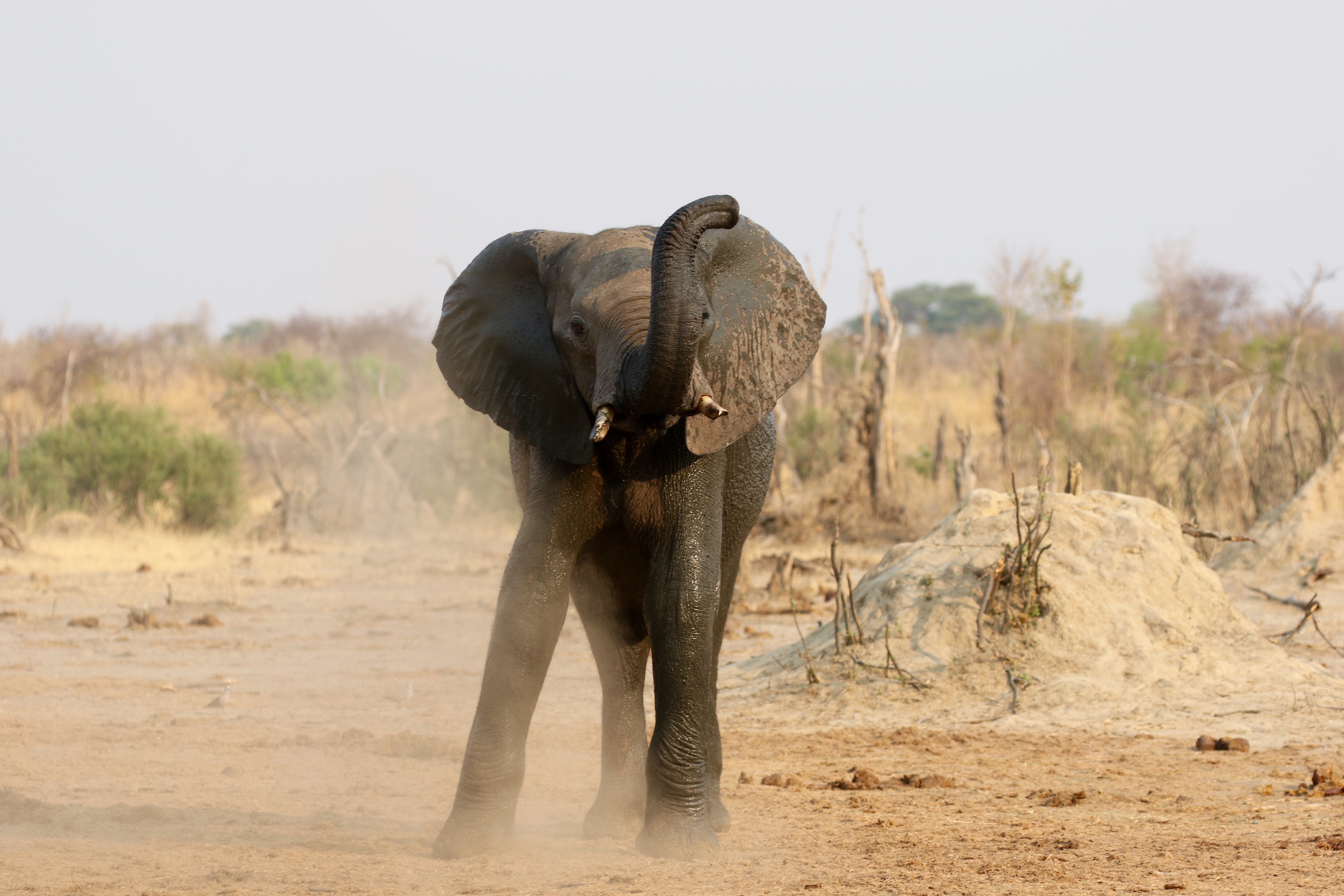 Hwange's elephants feel the dry season pressure