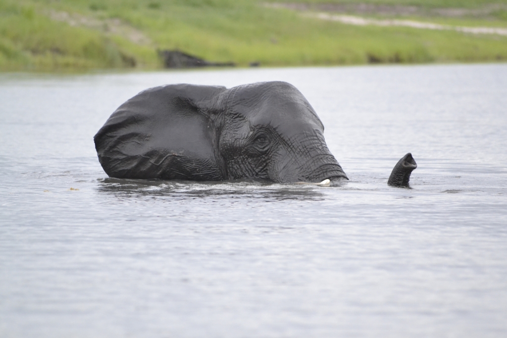 Elephant Playing in Chobe