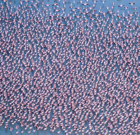 Flamingos 2