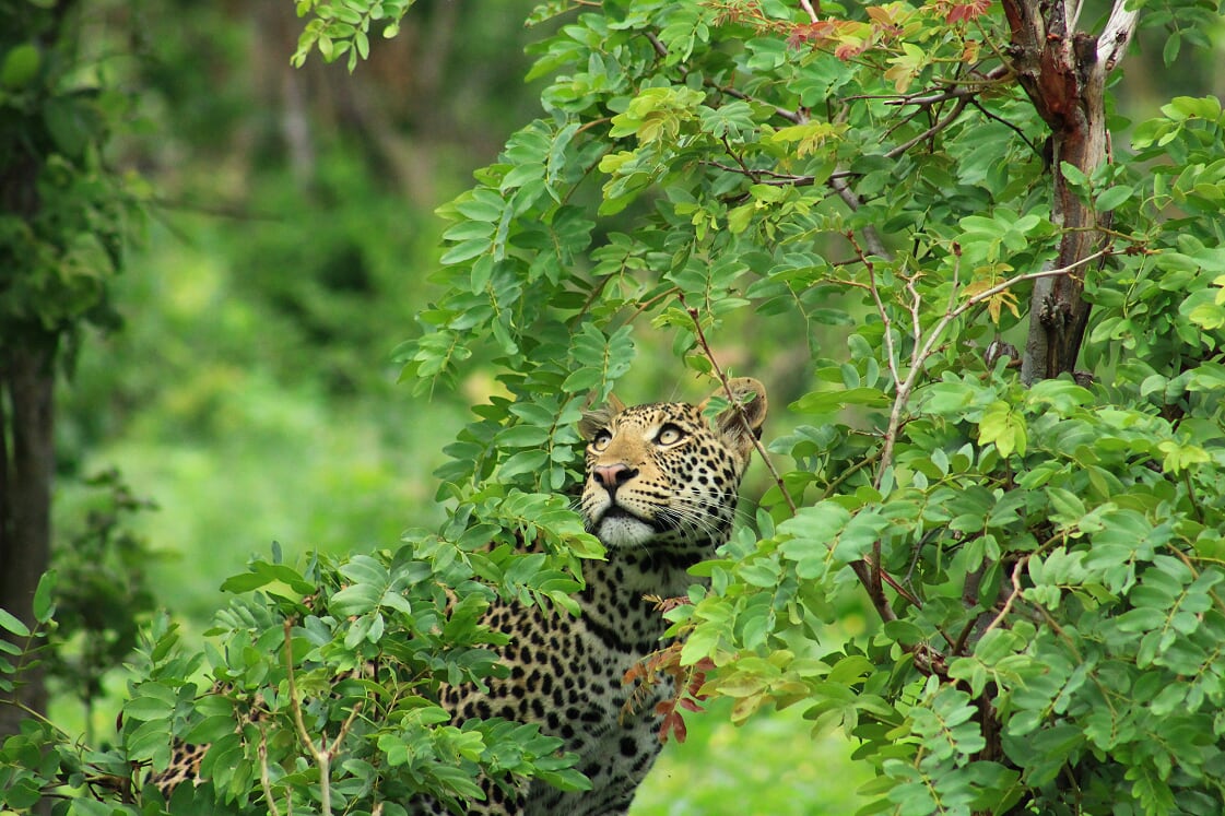 staring leopard