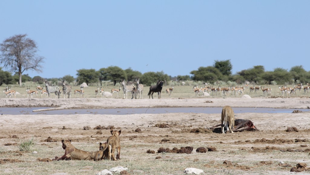 The Waterhole